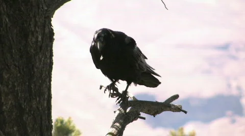 Crow Perched Stock-Footage 668951