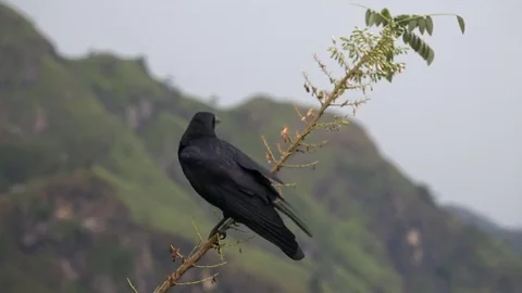 Crow perched over mountain range as storm approaches Stock Footage 73424199