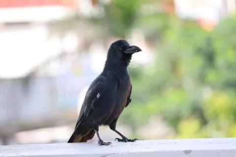 Crow perched on a post in sunshine Stock Photos