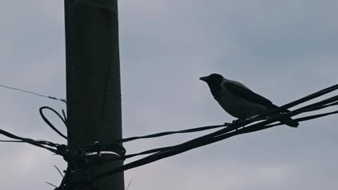 Crow Perched on Power Lines Stock Footage 305472496