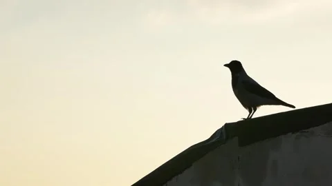 Crow perched on rooftop silhouette defecating against sky Stock Footage 317821634