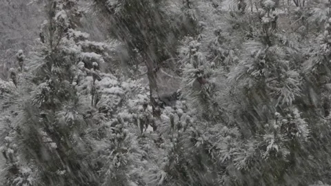 Crow perched on snowy pine during blizzard Stock Footage 317968584