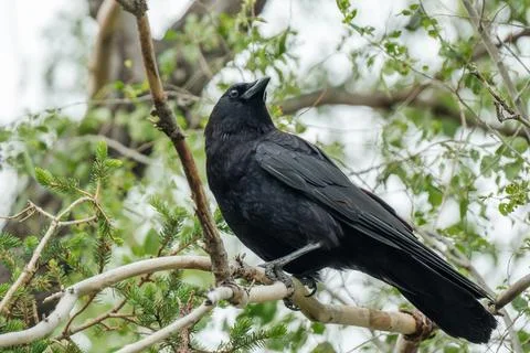 Crow Perched on Tree Branch Bird Photograph Stock Photos