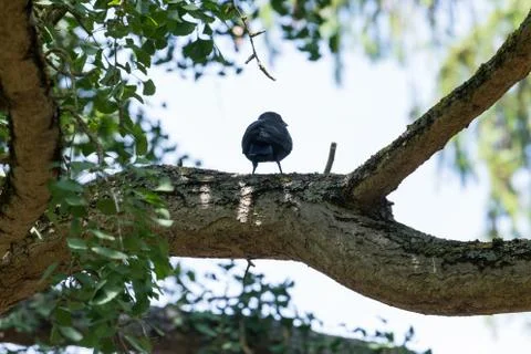 A crow perched on a tree branch 스톡 사진