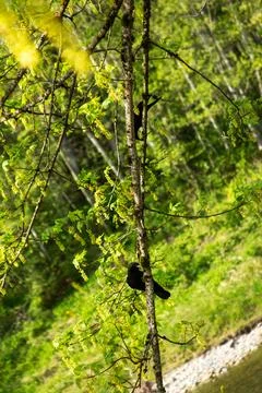 Crow perched in the tree branch 库存照片