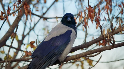 Crow perched on a tree branch with soft natural light. Black bird Vídeos de archivo 326065599