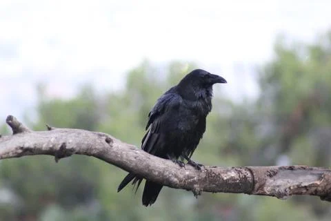 Crow perched on Tree Foto stock