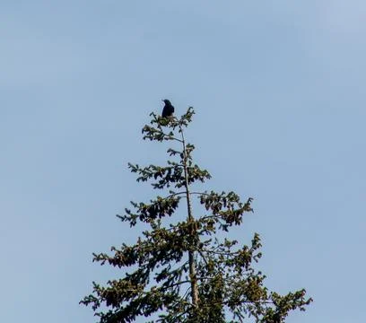A crow perched in a tree Stock Photos