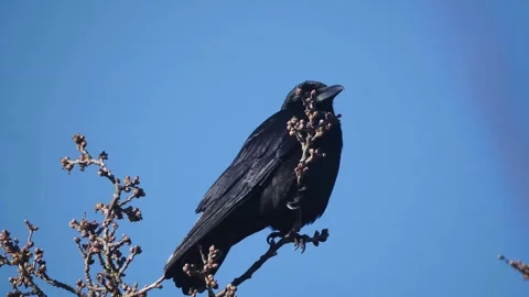 Crow Perched on the Tree Top. Crow on the Branches Stock Footage 306859596