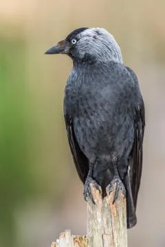 Crow perched on tree trunk with a soft background. Stock Photos