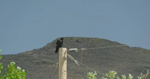 Crow Perched on a Utility Pole in Rural Nevada Stock Footage 314076855