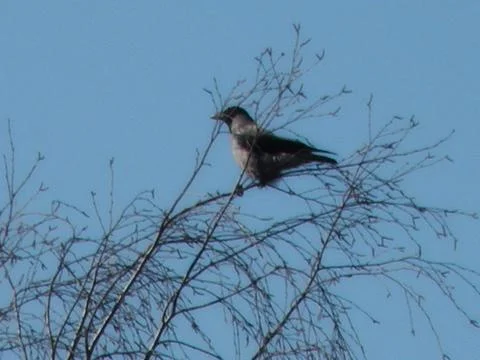 A Crow Perched on a Winter Tree Foto stock