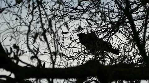 The crow perches on a bare tree branch against a dramatic sky Stock Footage 290986821