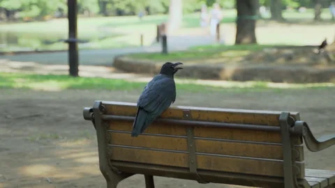 A crow perches on a bench in a park with trees and people walking. Video stock 328034274