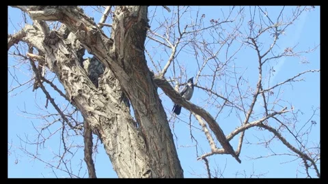 Crow perching on a bare tree branch and checking the environment Stock Footage 296093224