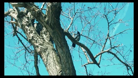 Crow perching on a bare tree branch and checking the environment Stock Footage 296093225