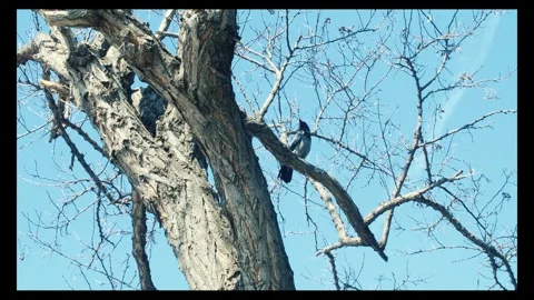 Crow perching on a bare tree branch and checking the environment Stock Footage 296093227