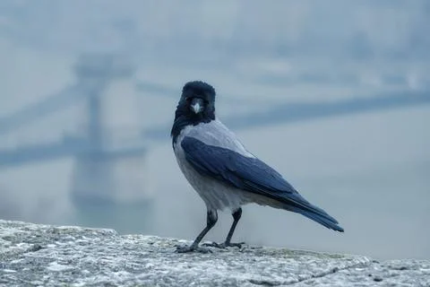 Crow perching on castle wall Stock-Fotos