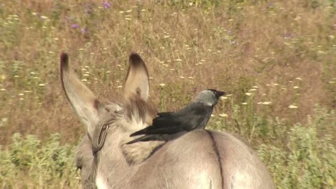 A crow perching on donkey to get a better view to feed on parasites Stockbeeldmateriaal 73169215
