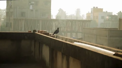 A crow perching on a parapet and flies off. Stock Footage