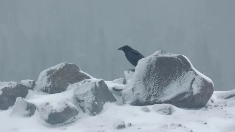 Crow perching on snow covered rock during winter Stock Footage 83867060