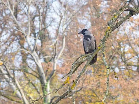 Crow perching in a tree Crow perching in a tree Copyright: xZoonar.com/Ewa... Foto stock