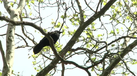 A crow perching on a tree Stock Footage 49861592