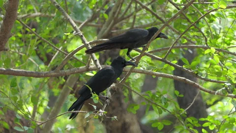 Crow perching on tree in nature. 库存影片 333319113