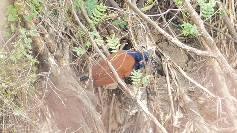 Crow Pheasant Bird in the bush. Video stock 73197348