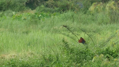 Crow pheasant resting on the mimosa tree Stock Footage 78009113