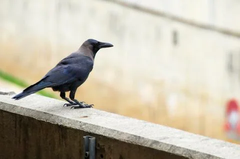 Crow Stock Photos