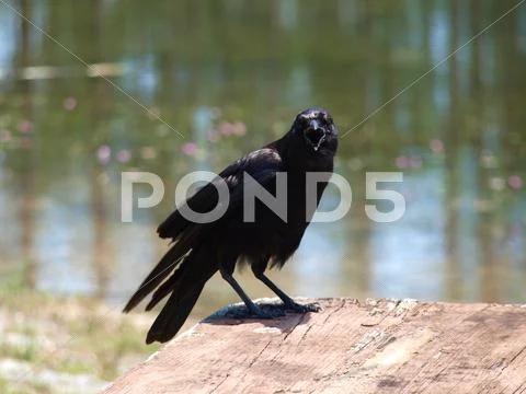 Crow Stock Photos