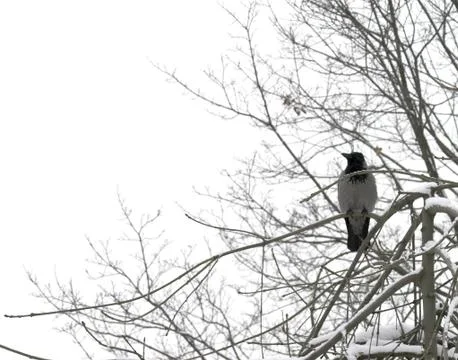 Crow Stock Photos
