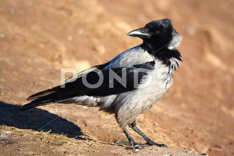 Crow Stock Photos