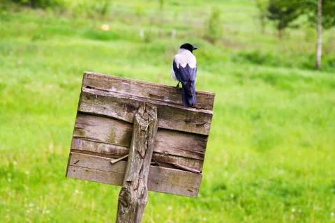 Crow Stock Photos