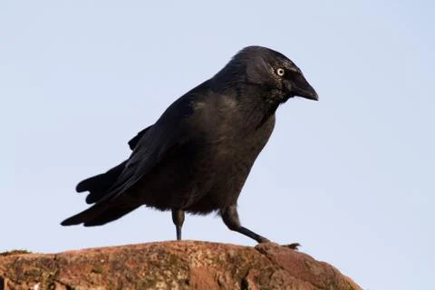 Crow Stock Photos
