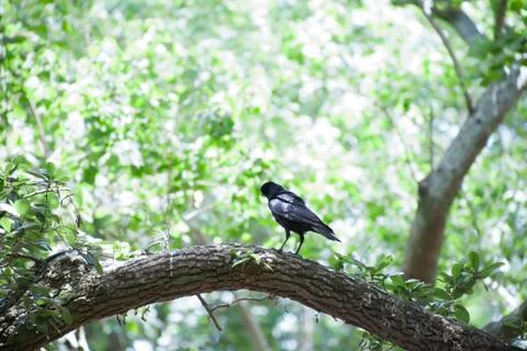 Crow Stock Photos