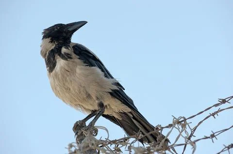 Crow Stock Photos