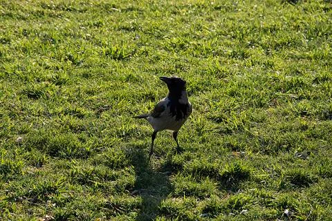 Crow Stock Photos