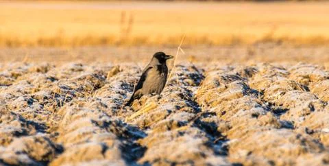 Crow 库存照片