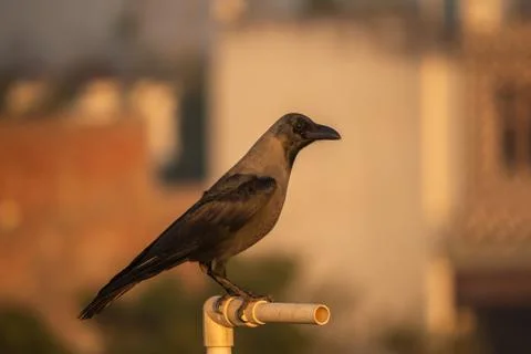Crow Stock Photos