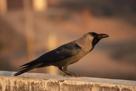 Crow Stock Photos