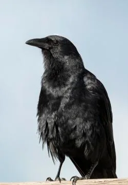 The Crow Foto stock