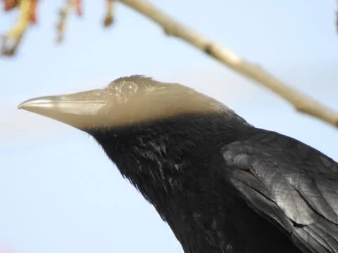 Crow Stock Photos