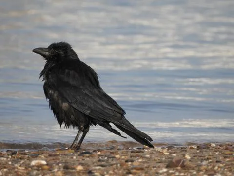 Crow Stock Photos