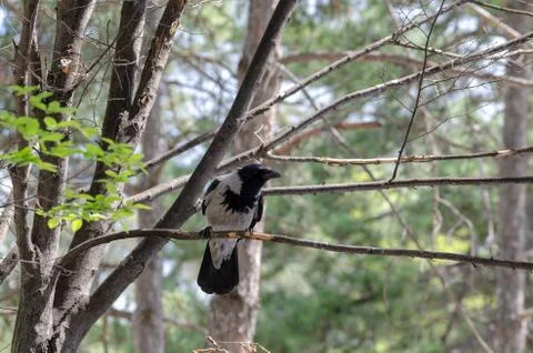 The crow Stock Photos