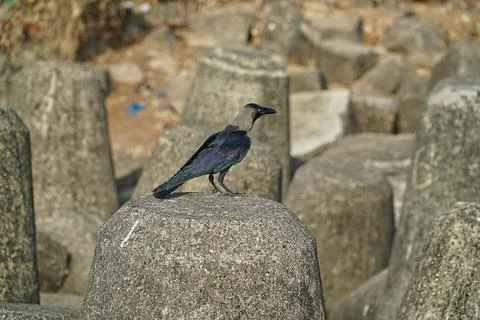 Crow Stock Photos