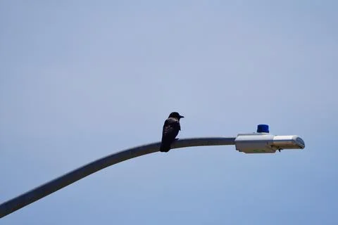 Crow Stock Photos