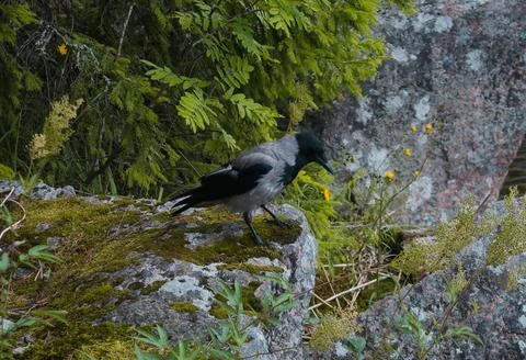 Crow Stock Photos