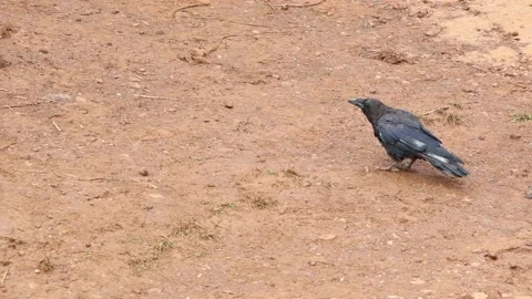 Crow picking on the floor Video stock 140684736